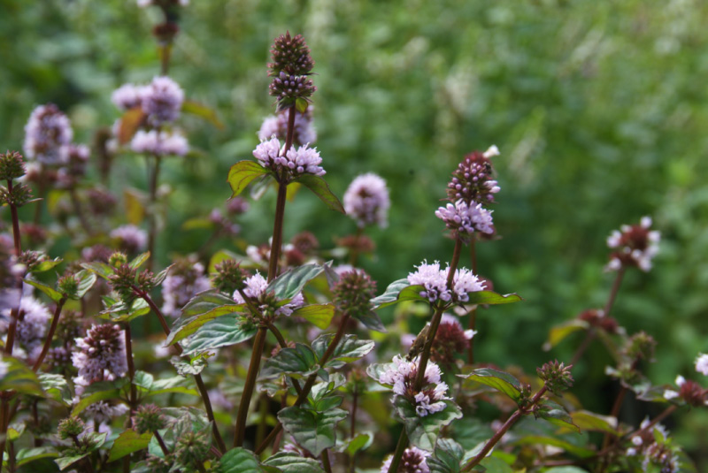 Mentha x piperita 'Lavande'Lavendelmunt bestellen